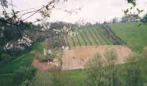 azienda vitivinicola il rio cerrini azienda vitivinicola il rio cerrini